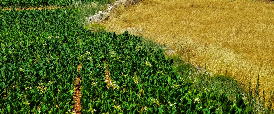 Tecnología de visión artificial en el campo