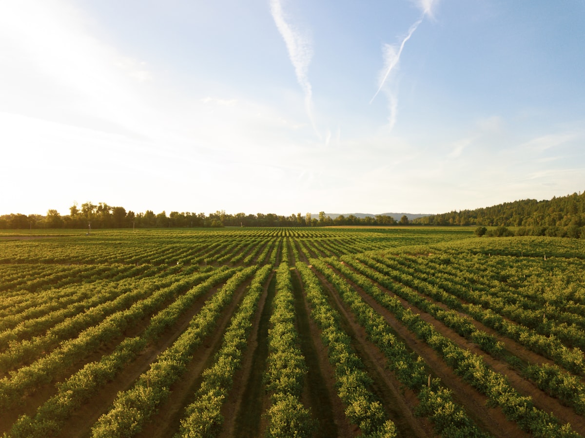 Drones Agrícolas