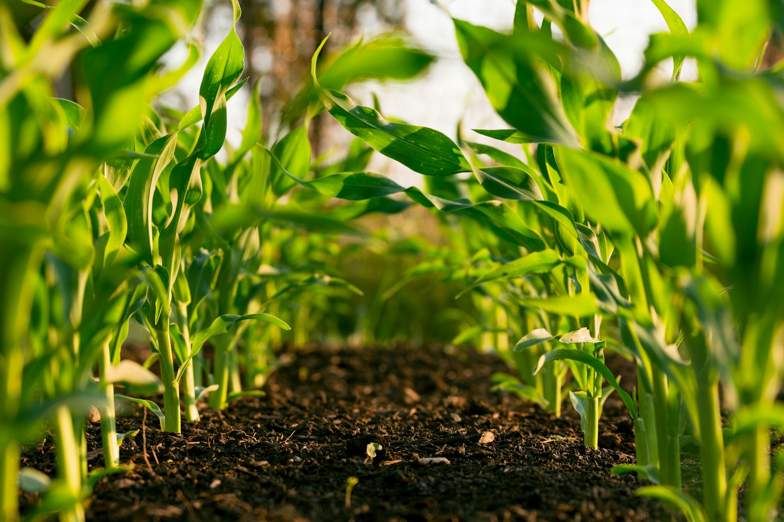 Visión artificial aplicada al agro
