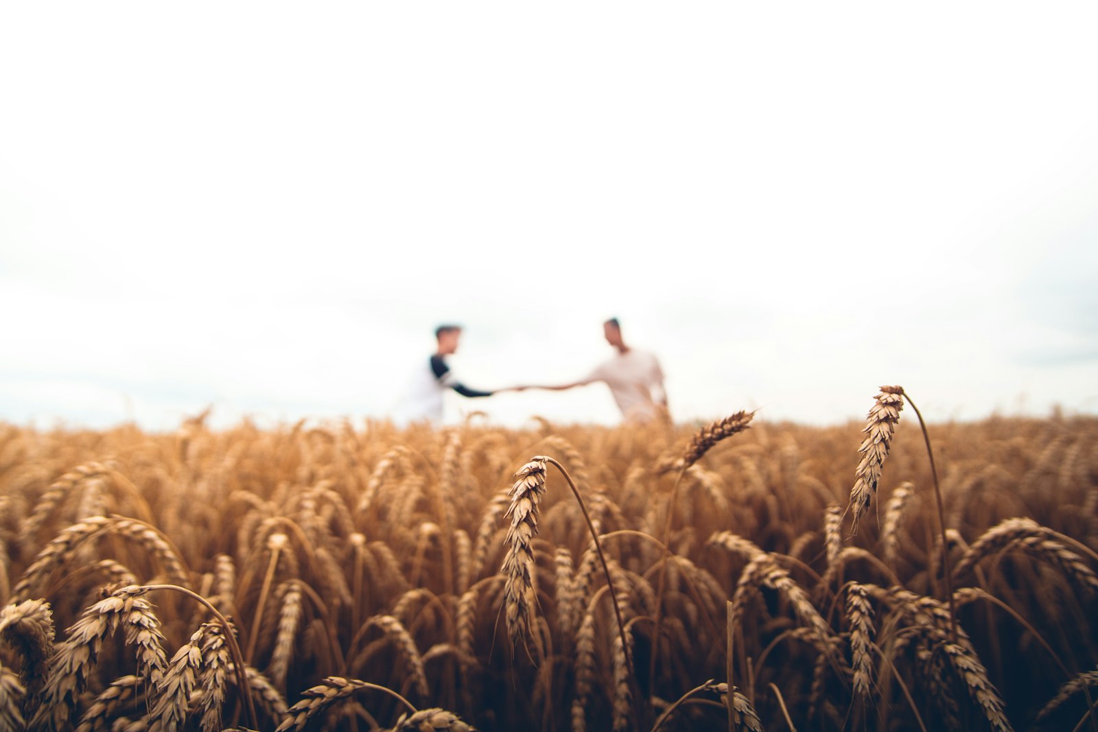 Predicción de rendimiento agrícola